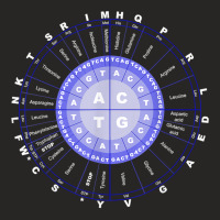 Amino Acid Wheel Science Dna Genetics Scientist Gift T Shirt Ladies Fitted T-shirt | Artistshot