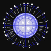 Amino Acid Wheel Science Dna Genetics Scientist Gift T Shirt Crop Top | Artistshot