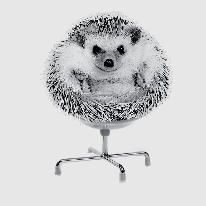 Funny Hedgehog In An Office Chair Ready For Work Fat Animal T Shirt Hoodie & Jogger set by riogasehzilahiy | Artistshot