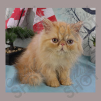 Red Tabby Persian Vintage Short | Artistshot