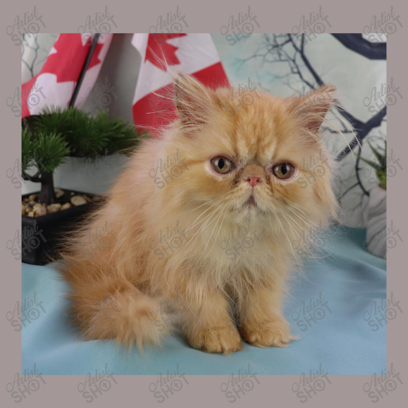 Red Tabby Persian Vintage Short | Artistshot