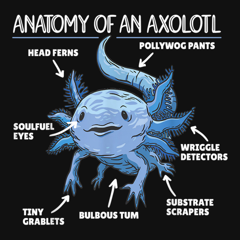 Sweet Melanoid Axolotl Explanation Anatomy Of An Axolotl License Plate By Kiraputnam Artistshot