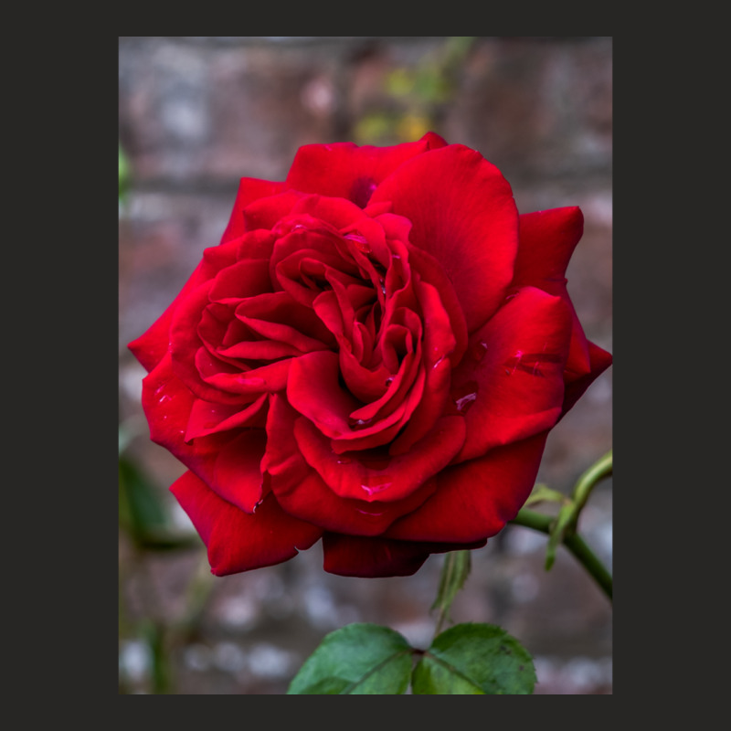 Red Rose And Red Brick Wall Ladies Fitted T-Shirt by cm-arts | Artistshot