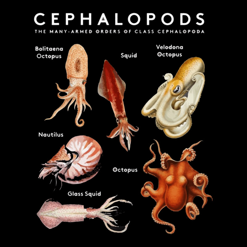 Kinds Of Octupus, The Cephalopod Octopus, Sea Creatures, Kinds Of Octu Long Sleeve Shirts | Artistshot