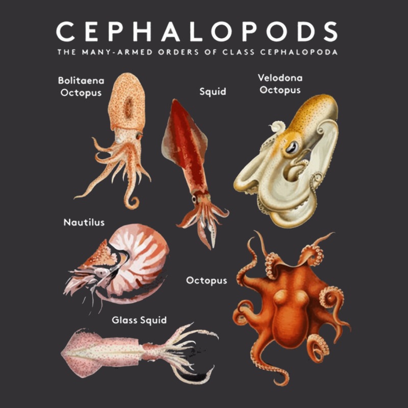 Kinds Of Octupus, The Cephalopod Octopus, Sea Creatures, Kinds Of Octu Vintage Hoodie | Artistshot