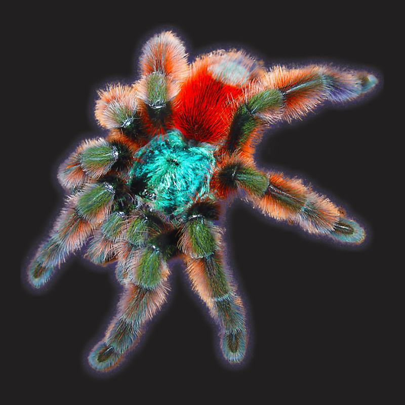 Tarantula Colorful Spider Antilles Pinktoes T-Shirt by RiekertAlennah | Artistshot