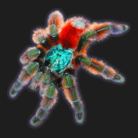 Tarantula Colorful Spider Antilles Pinktoes Classic T-shirt | Artistshot