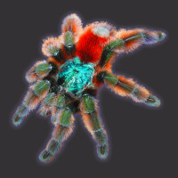 Tarantula Colorful Spider Antilles Pinktoes Vintage Short | Artistshot