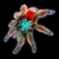 Tarantula Colorful Spider Antilles Pinktoes Fleece Short | Artistshot