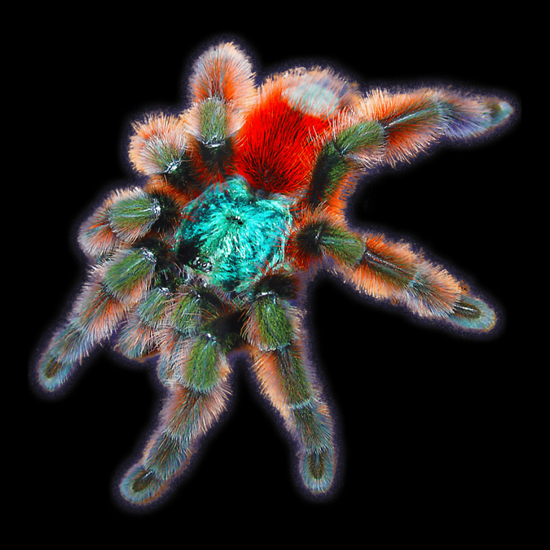 Tarantula Colorful Spider Antilles Pinktoes Fleece Short by RiekertAlennah | Artistshot