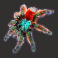 Tarantula Colorful Spider Antilles Pinktoes Champion Hoodie | Artistshot