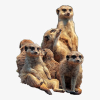 Lettertrunk Meerkat Family In The Kalahari Desert T Shirt Ladies Fitted T-shirt | Artistshot