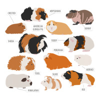 Guinea Pig Breeds   Costume Clothing Accessories Long Sleeve Shirts | Artistshot