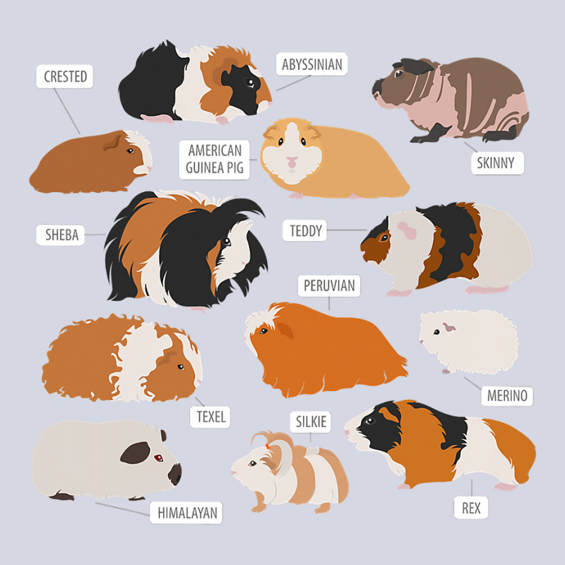 Guinea Pig Breeds   Costume Clothing Accessories Fleece Short | Artistshot