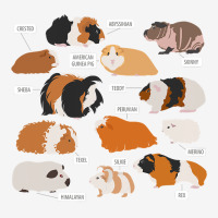 Guinea Pig Breeds   Costume Clothing Accessories Baby Beanies | Artistshot