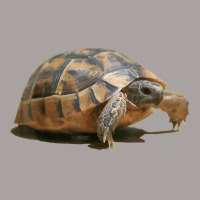 Portrait Of A Young Wild Tortoise Isolated T Shirt Racerback Tank | Artistshot