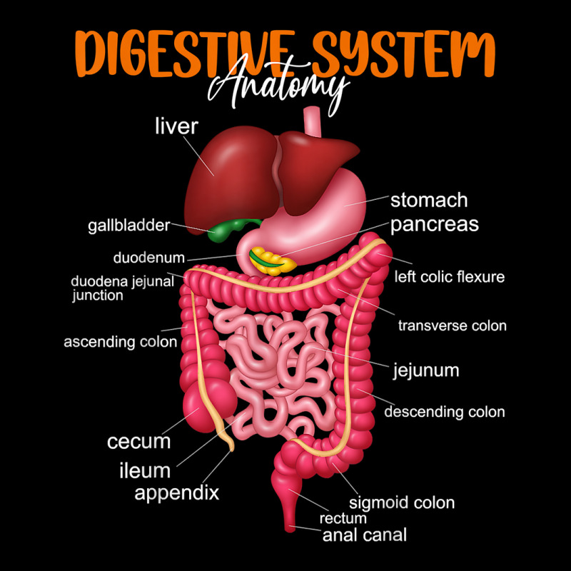 Funny Digestive System Anatomy Anatomical Biology Teacher T Shirt Zipper Hoodie by povyvexumi3 | Artistshot