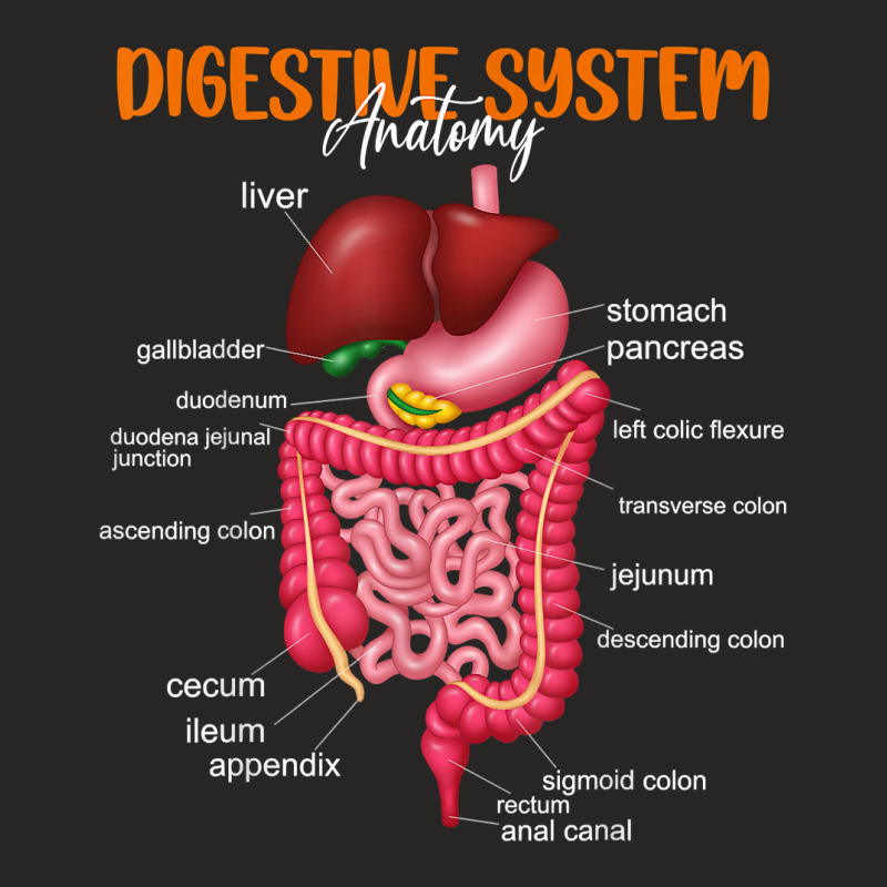 Funny Digestive System Anatomy Anatomical Biology Teacher T Shirt Ladies Fitted T-Shirt by povyvexumi3 | Artistshot