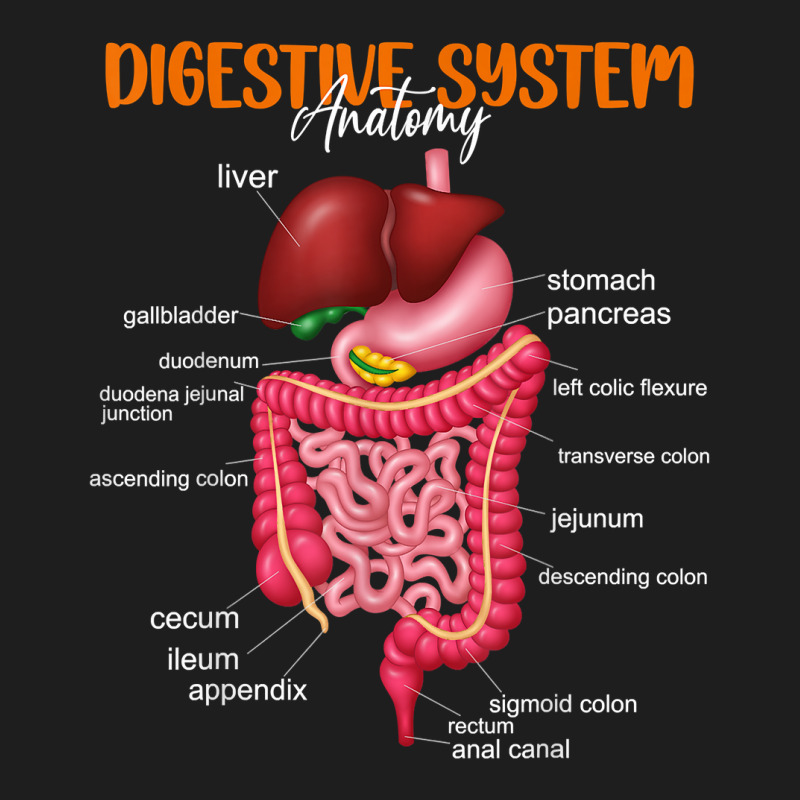 Funny Digestive System Anatomy Anatomical Biology Teacher T Shirt Classic T-shirt by povyvexumi3 | Artistshot