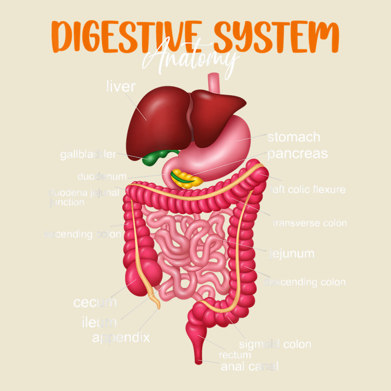 Funny Digestive System Anatomy Anatomical Biology Teacher T Shirt Cropped Hoodie by povyvexumi3 | Artistshot