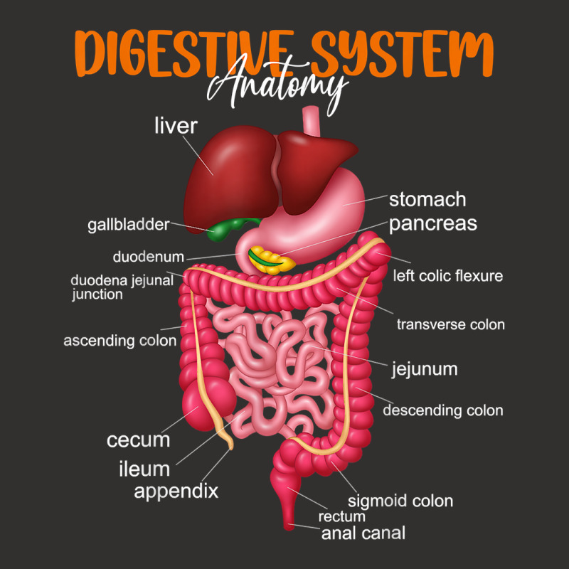 Funny Digestive System Anatomy Anatomical Biology Teacher T Shirt Champion Hoodie by povyvexumi3 | Artistshot