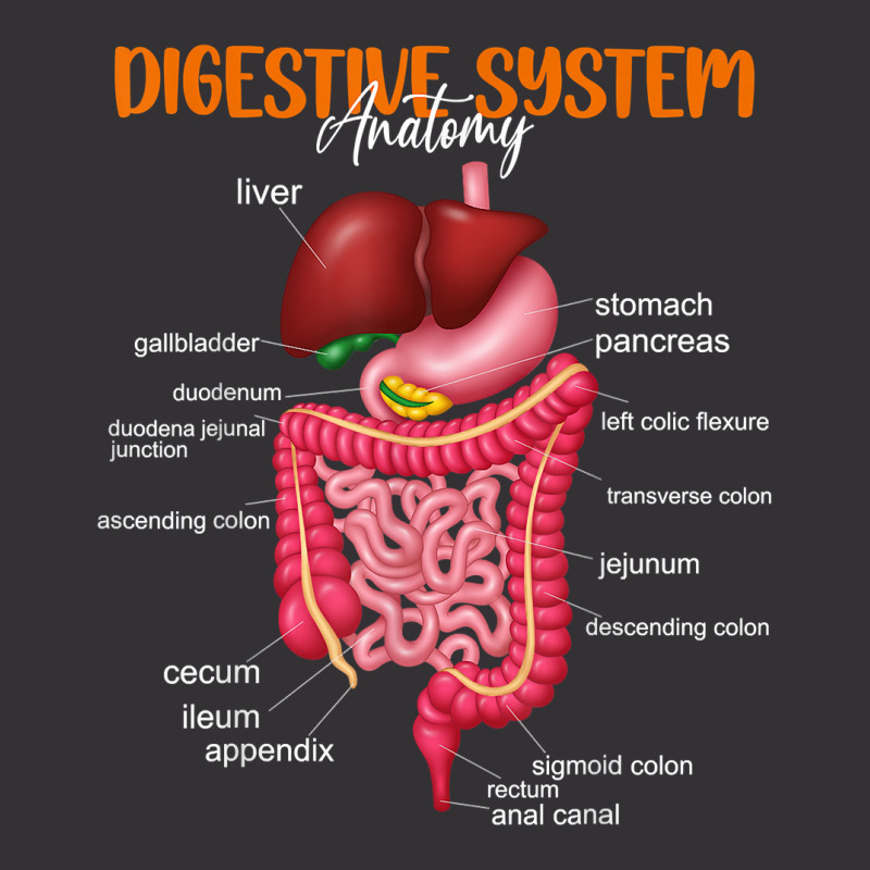 Funny Digestive System Anatomy Anatomical Biology Teacher T Shirt Vintage Hoodie And Short Set by povyvexumi3 | Artistshot