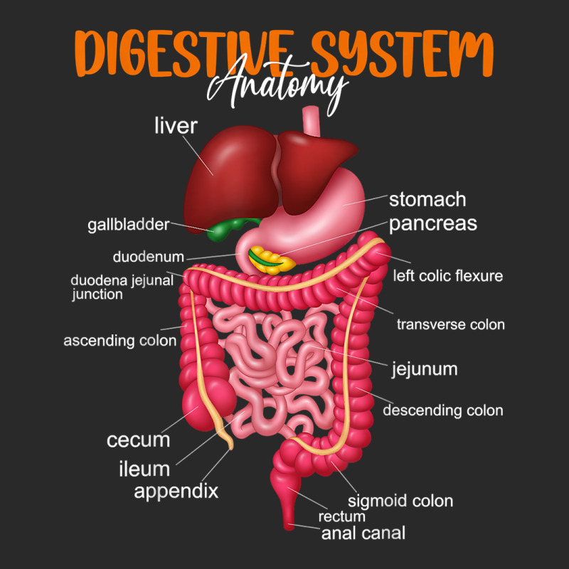 Funny Digestive System Anatomy Anatomical Biology Teacher T Shirt Toddler T-shirt by gyzhahykaete | Artistshot