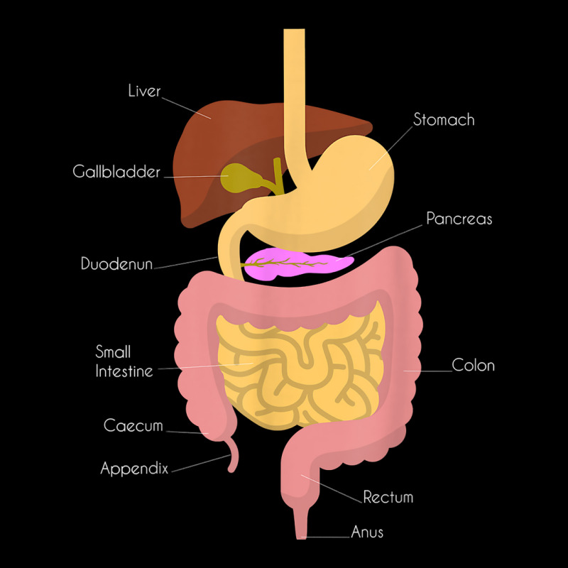 Digestive System Medical Biology Science For Stu Pocket T-Shirt by OliviaStoica | Artistshot