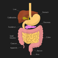 Digestive System Medical Biology Science For Stu Classic T-shirt | Artistshot