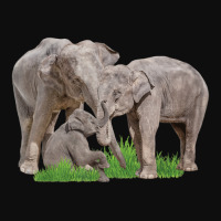 Elephant Family Zookeeper Zoologist Wildlife Safari Lover Crop Top | Artistshot