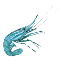 Aqua Colored Prawn Sticker | Artistshot