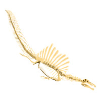 Spinosaurus Aegyptiacus, Skeleton Diving, Spinosaurus, Aegyptiacus, Sk Sticker | Artistshot