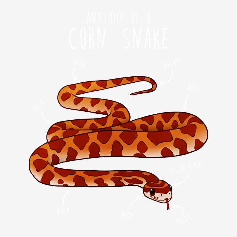 Custom Anatomy Of A Corn Snake, Anatomy Of A Corn Snake Art, Anatomy Of ...