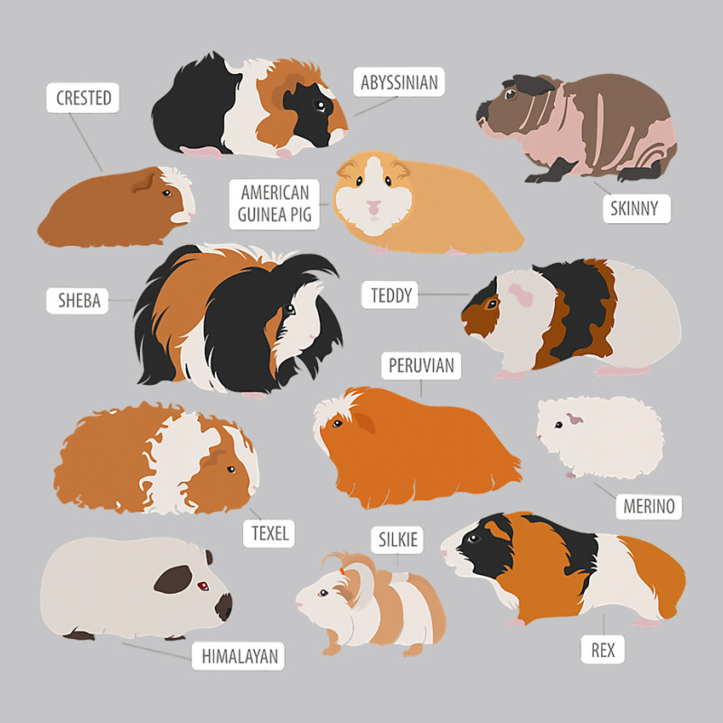 Guinea Pig Breeds   Costume Clothing Accessories Baby Bodysuit | Artistshot