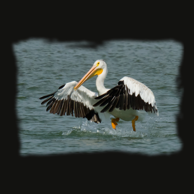 Pelican Landing In Water Scorecard Crop Tee | Artistshot