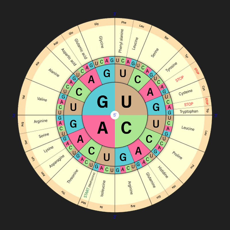 Base 00 Code Genetic Code The Three Bases Of An Mrna Codon Ladies Polo Shirt By ...