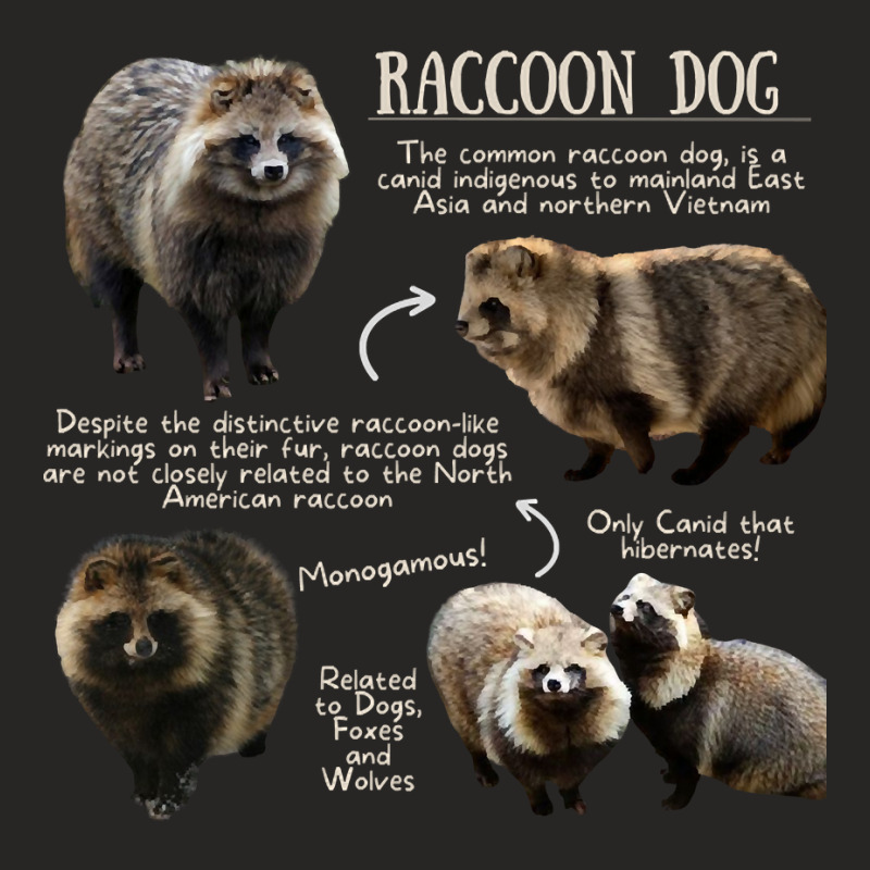 Animal Facts - Raccoon Dog Ladies Fitted T-Shirt by Kenlofu52 | Artistshot