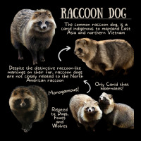 Animal Facts - Raccoon Dog Cropped Sweater | Artistshot