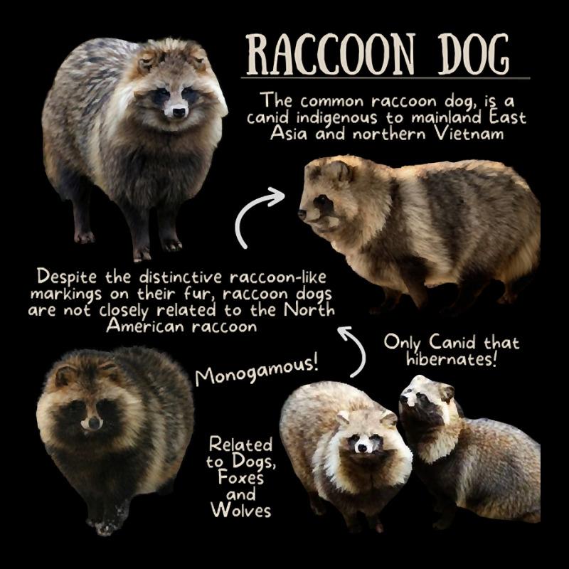 Animal Facts - Raccoon Dog Cropped Sweater by Kenlofu52 | Artistshot