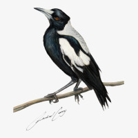 Magpie , Australian Bird Art With Artists Signature Ladies Fitted T-shirt | Artistshot