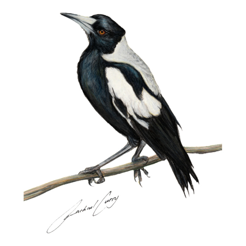 Magpie , Australian Bird Art With Artists Signature Crop Top by MYNGOO | Artistshot