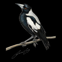 Magpie , Australian Bird Art With Artists Signature Legging | Artistshot