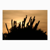 Cactus Sunrise Coffee Mug | Artistshot