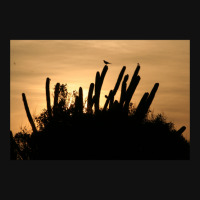 Cactus Sunrise Landscape Canvas Print | Artistshot