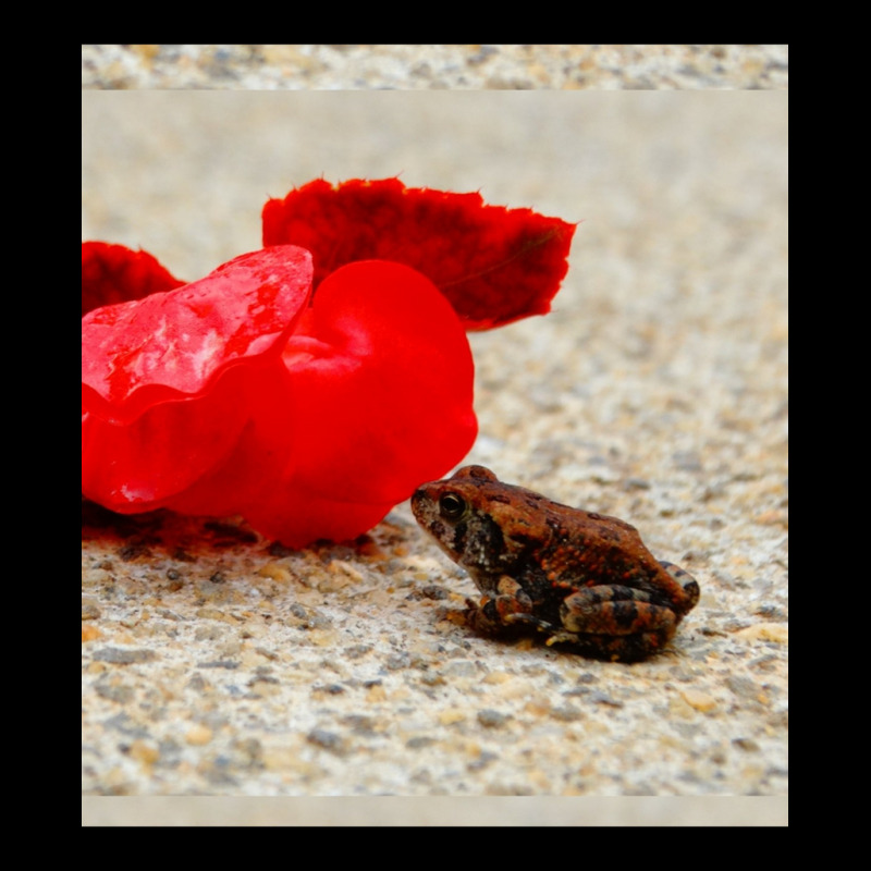 Cute Tiny Multi Colored Frog Next To A Red Geranium Blossom Flower  Sl Pocket T-Shirt by cm-arts | Artistshot