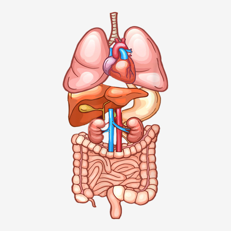 Halloween T Shirt Internal Organ Diagram Anatomy Magic Mug | Artistshot