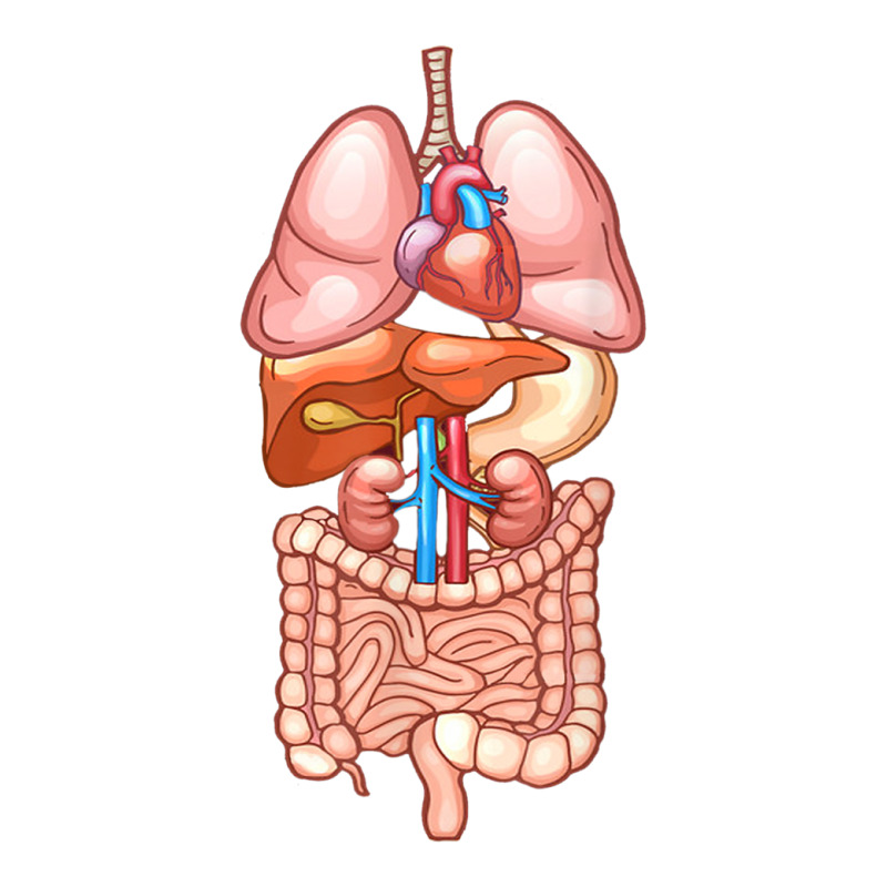 Halloween T Shirt Internal Organ Diagram Anatomy Sticker | Artistshot