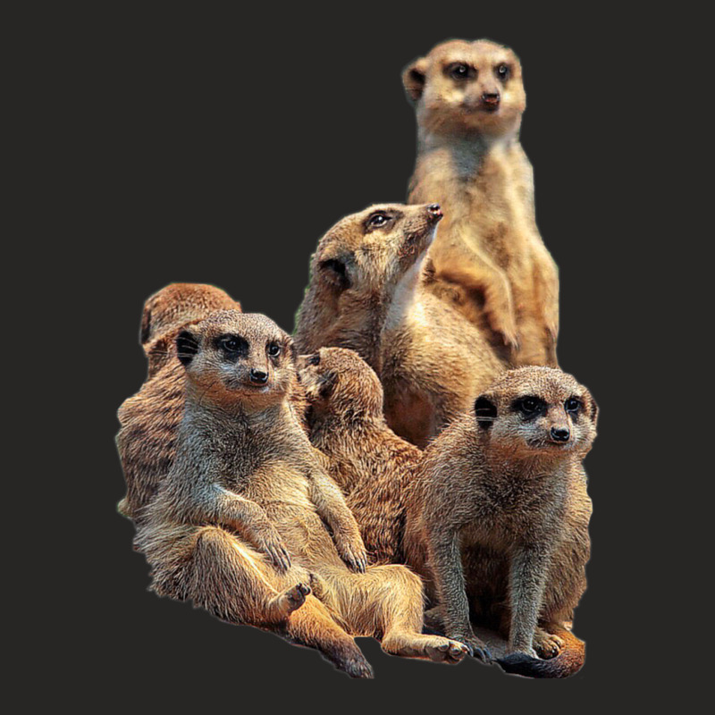 Lettertrunk Meerkat Family In The Kalahari Desert Ladies Fitted T-Shirt by StevenThomasHobert | Artistshot