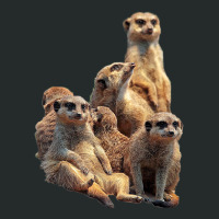 Lettertrunk Meerkat Family In The Kalahari Desert Women's Triblend Scoop T-shirt | Artistshot