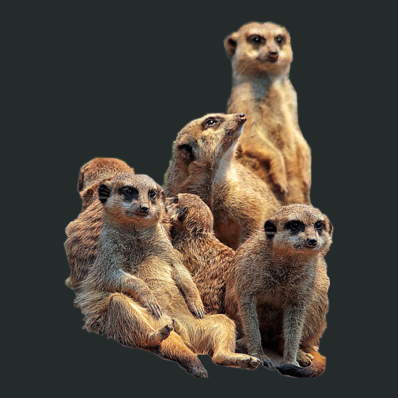 Lettertrunk Meerkat Family In The Kalahari Desert Women's Triblend Scoop T-shirt by BenSamirDarwish | Artistshot